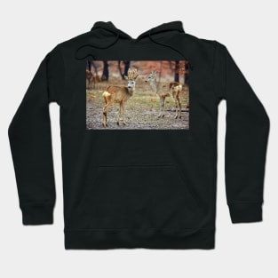 Roe deer family Hoodie